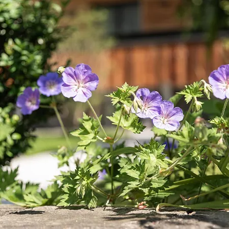 Nh96 Inklusive Kostenfreiem Eintritt In Alpentherme