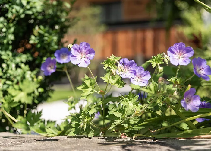 Nh96 Inklusive Kostenfreiem Eintritt In Alpentherme